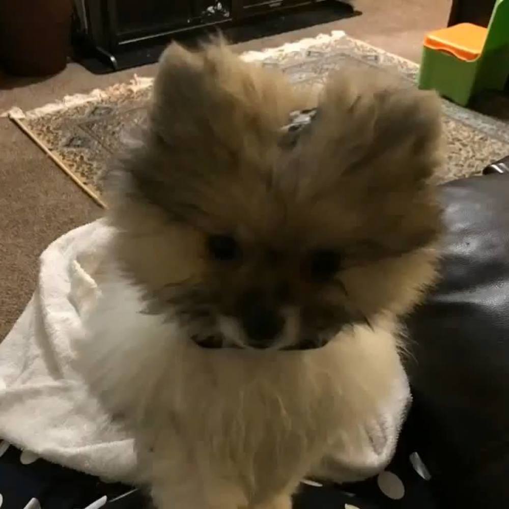 Meet your Posher, Peggy